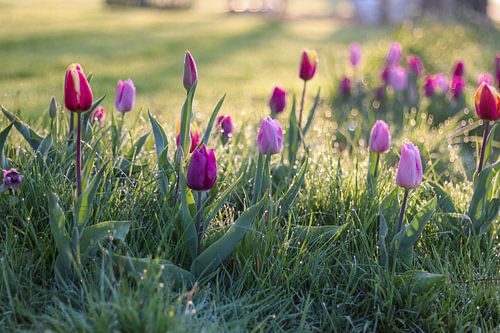 Tulpen am Morgen von Annelou de Man