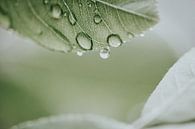 Raindrop almost falls off leaf by Melissa Peltenburg thumbnail