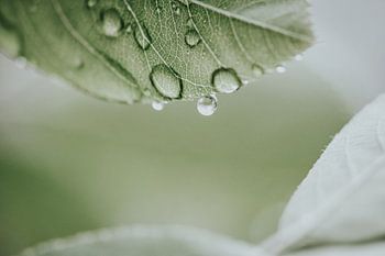 Regendruppel valt bijna van het blad af