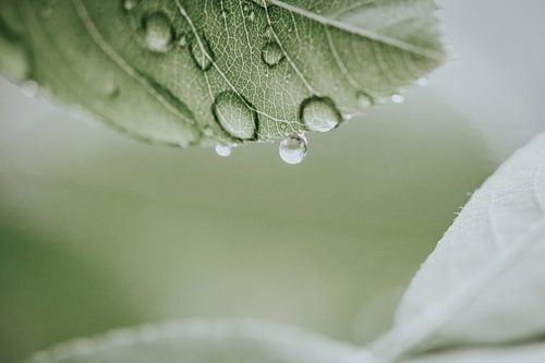 Regentropfen fällt fast vom Blatt