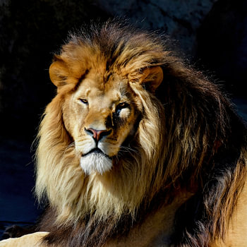 King of the Animals