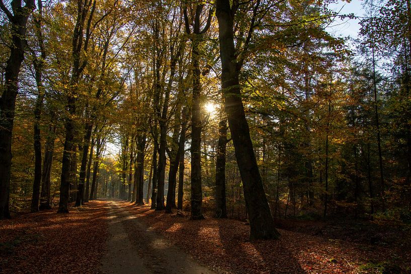Die frühe Morgensonne im Wald bei Doetinchem in der Achterhoek. von AdWF