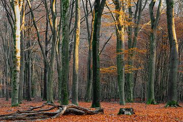 De kleuren van verandering: Een herfstbos van Jeroen Kleiberg