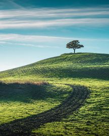 Lone tree on top of a hill in Val d'Orcia, Tuscany by Stefano Orazzini