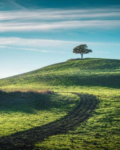 Einsamer Baum auf einem Hügel im Val d'''Orcia, Toskana