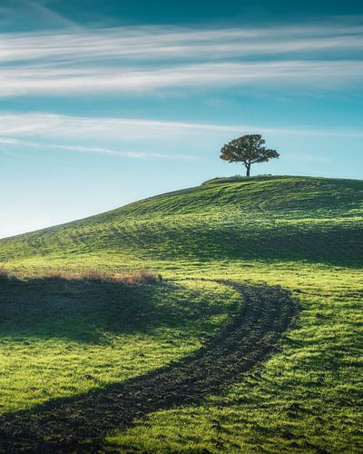 Eenzame boom op de top van een heuvel in Val d'''Orcia, Toscane