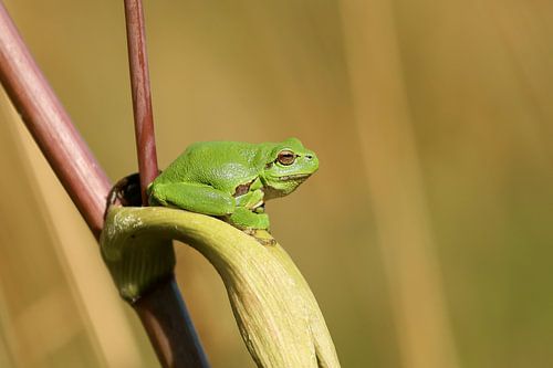 Laubfrosch in seiner schönsten Form