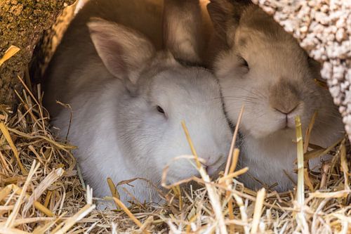 Zwei Kaninchen