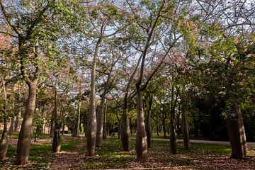 Forêt avec séquoia à fleur sur Dieter Walther