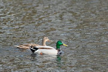 a pair of wild ducks swimming peacefully by Mark Koolen