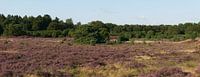 Bloeiende heide op Terhosterzand.