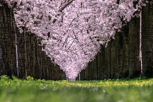 Beautiful cherry blossom tree avenue