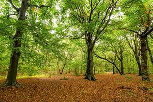 Bos in de herfst van Dirk van Egmond