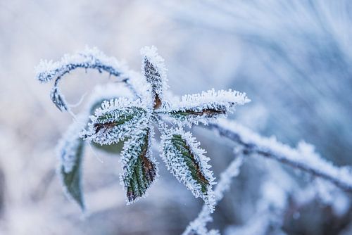 Bevroren bladeren | Een winter wonderland foto