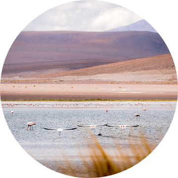 Vliegende Andes flamingo's van Jelmer Laernoes
