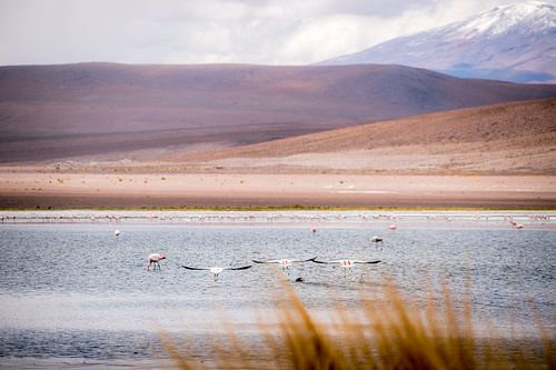 Vliegende Andes flamingo's