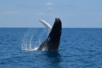 Close-up: jump van een bultrug