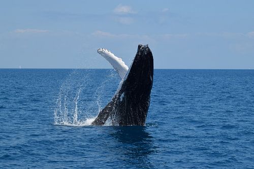 Close-up: jump van een bultrug