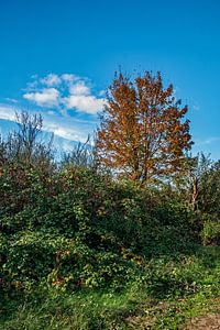 Farbenpracht in den Schwanheimer Duenen