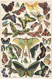Butterflies by Adolphe Millot by Apolo Prints