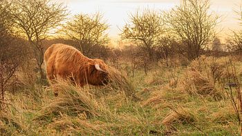 Le Highlander écossais dans la joie du printemps