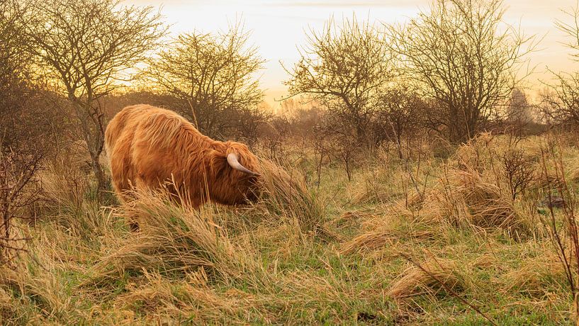 Scottish Highlander in Lentevreugd by Diederik van Duijn