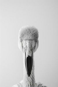 Flamingo - Schwarzweißfotografie