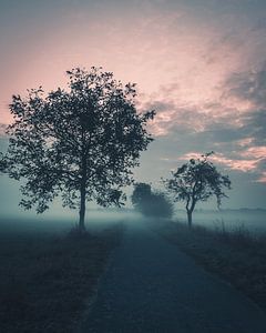 Morgennebel im Münsterland