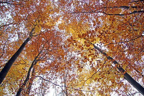 Boomtoppen in de herfst in de Rhön
