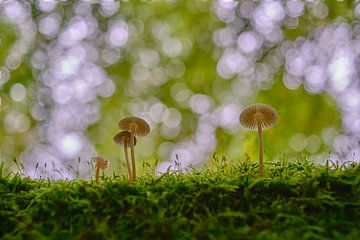 Champignons met bubbel bokeh van Horst Husheer