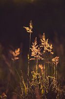 Gras, untergehende Sonne, Gegenlicht, Atmosphäre, braun, gold, grün