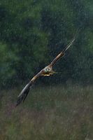 Red Kite in flight in a rainstorm