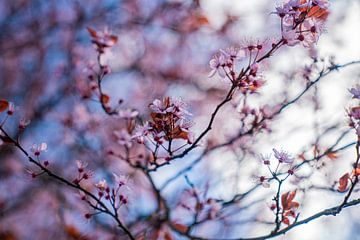 Fleur de printemps rose sur Mark Damhuis