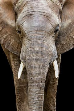 Éléphant, Loxodonta.  L'Afrique en gros plan sur Gert Hilbink