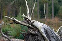 Dode boom aan bosrand