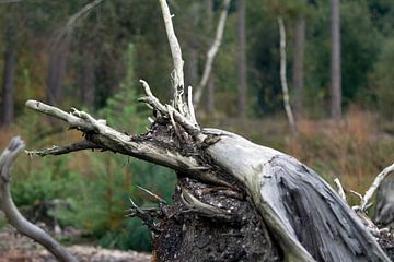 Dode boom aan bosrand van David Klumperman