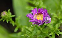 Regendruppels op bloem/ Flower with raindrops on it