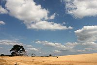 Hogeveluwe