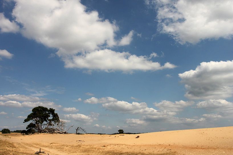 Hogeveluwe by Teun Huisman