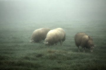 Schafe im Nebel von Arjan van koert
