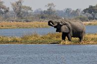 Trinkender Elefant im Okavango-Delta von Simone Meijer Miniaturansicht