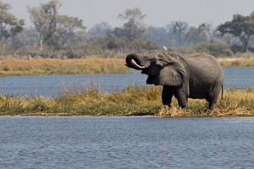 Trinkender Elefant im Okavango-Delta