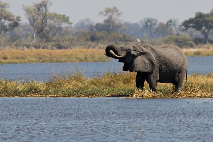 Trinkender Elefant im Okavango-Delta von Simone Meijer