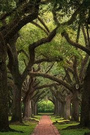 The old oaks by Martin Podt