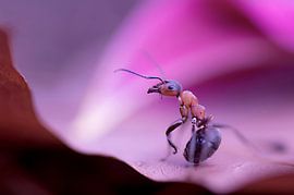 Auf der Bühne (Waldameise auf einem rosa Blatt)