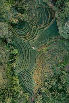 Top down drone foto van de Tegallalang rijstvelden op Bali van Thea.Photo