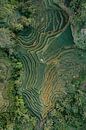 Top down drone foto van de Tegallalang rijstvelden op Bali van Thea.Photo thumbnail