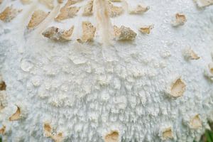 Grünsporiger Giftparasol-Pilz II