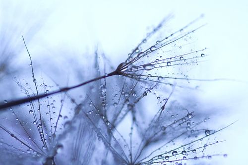 Waterdruppels op pluis paardenbloem