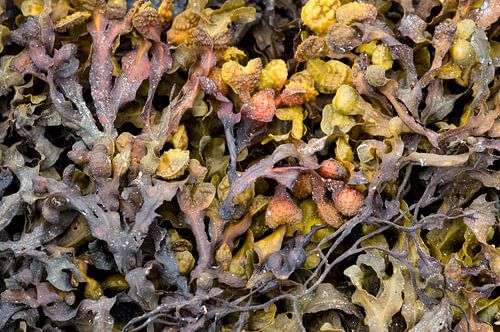 Blaaswieren aan de kust van Noorwegen.